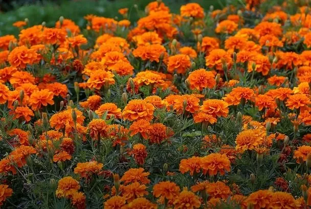 С рассадой обязательно сажаю бархатцы так (3 правила): защита растений + красивый огород