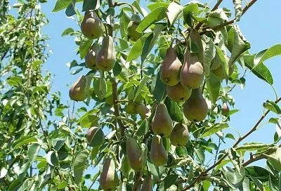 Без горечи не будет сладости: березовый деготь незаменим для груши