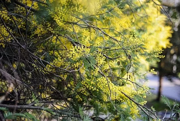 Тепло не придет, но осадки прекратятся: какой будет погода в Краснодарском крае 8 марта