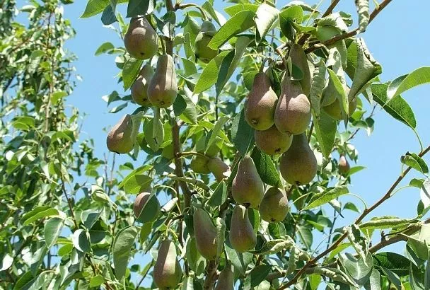 Без горечи не будет сладости: березовый деготь незаменим для груши