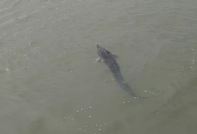 Росрыболовство: запасы осетровых в Азовском море увеличились до трех тысяч тонн