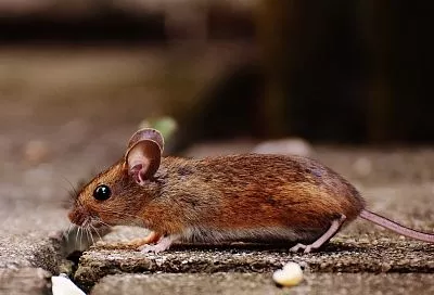 Огород будет в безопасности, если посадить по его периметру это растение