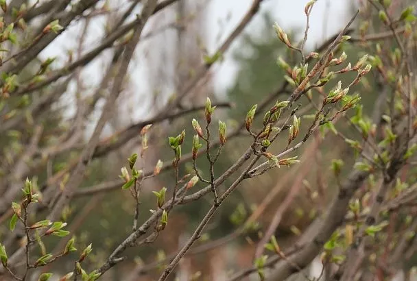 Тепло придет, но не задержится: синоптик Попова рассказала о погоде в Краснодарском крае в начале весны
