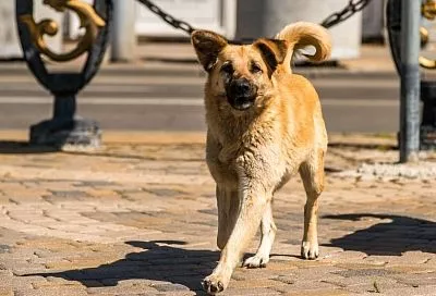 В Краснодаре проведут отлов бездомных собак