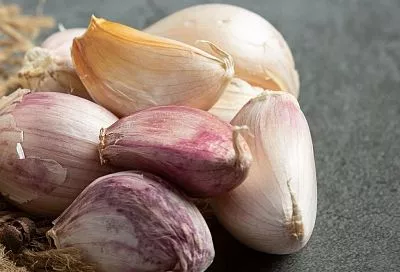 Готовим почву под озимый чеснок в августе: 4 шага для крупных головок