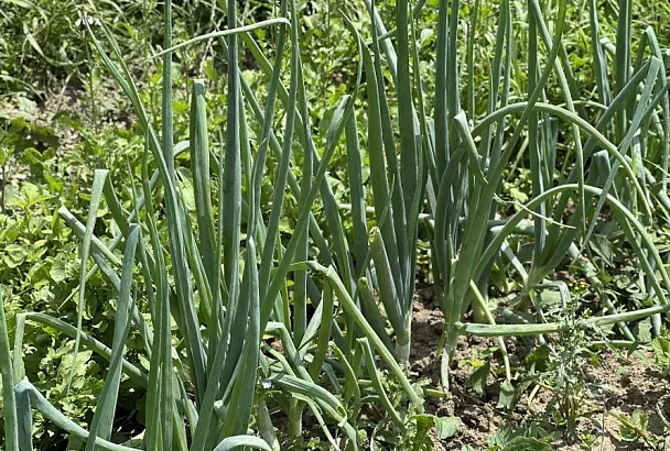 Слезы радости: культуры, которые лучше всего чувствуют себя на грядках после лука