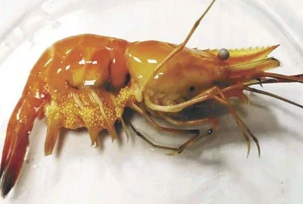 В Росрыболовстве рассказали, как дальневосточная креветка создала массовую популяцию в Азовском море