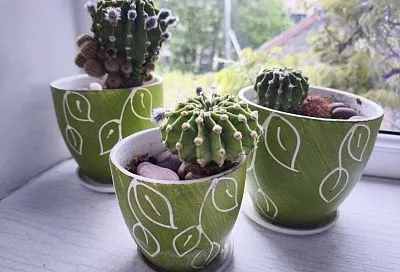 Много воды – плохо: самые распространенные ошибки начинающих любителей кактусов