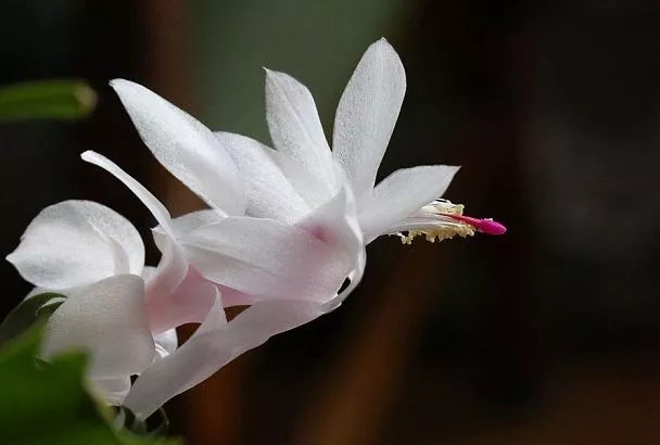 Лучше не трогать: почему цветущий декабрист нельзя переносить или поворачивать