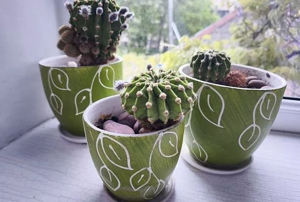 Много воды – плохо: самые распространенные ошибки начинающих любителей кактусов