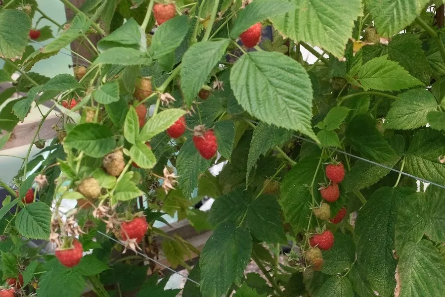 Посадка малины в октябре: в чем преимущества метода и какие правила надо соблюдать