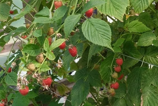 Посадка малины в октябре: в чем преимущества метода и какие правила надо соблюдать