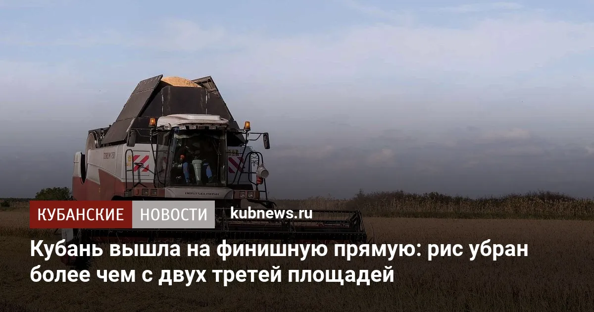 Кубань вышла на финишную прямую: рис убран более чем с двух третей площадей