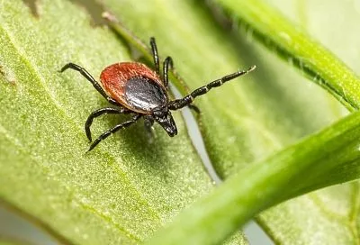 Клещи атаковали: на Кубани и в Крыму зафиксировали полсотни укусов