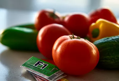 Почему гибриды томатов могут менять вкус при сборе своих семян