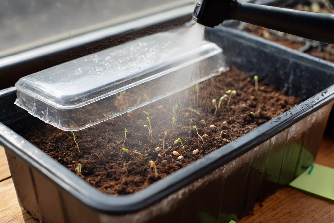 Лук-порей на рассаду сею раньше репчатого: в феврале закладываю длинный сезон — ножка вырастает толстая и сочная