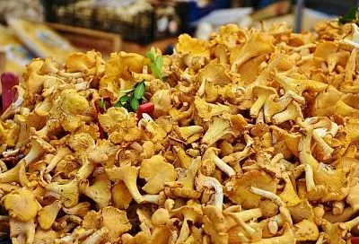 Вкусно, словно готовила бабушка: лисички в сметане. Все секреты готовки