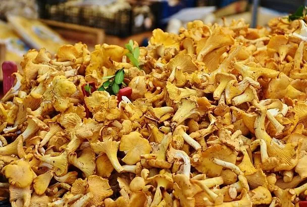 Вкусно, словно готовила бабушка: лисички в сметане. Все секреты готовки