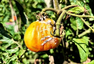 Спасаем урожай: как быстро остановить гниение после дождей и похолодания