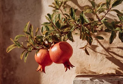 Вырастила гранат из косточки — просто из магазинного плода