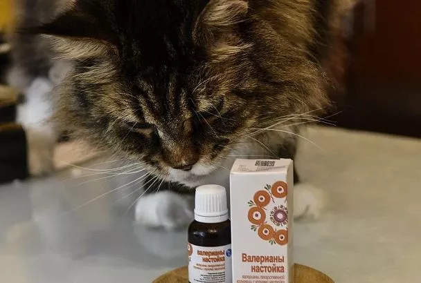 Настойка валерианы в садоводстве: неожиданные способы применения