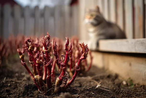 Пионы весной скрутили листья и краснеют? Это не болезнь — вот как за 3–5 дней всё исправить