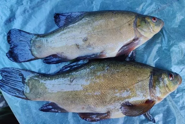 Выяснилось: карась и линь в жару клюют у рдеста и хвоща — уловы бьют рекорды