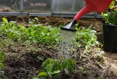 Поливаем утром, кормим вечером: почему именно такая схема наиболее эффективна