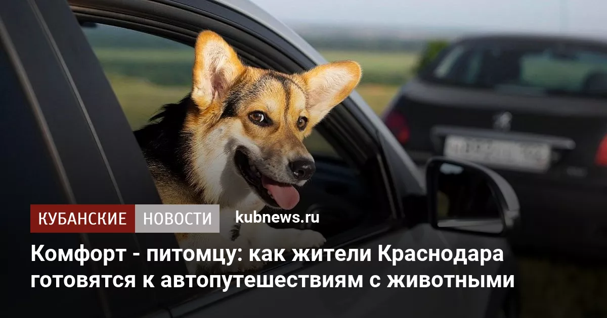 Комфорт - питомцу: как жители Краснодара готовятся к автопутешествиям с животными