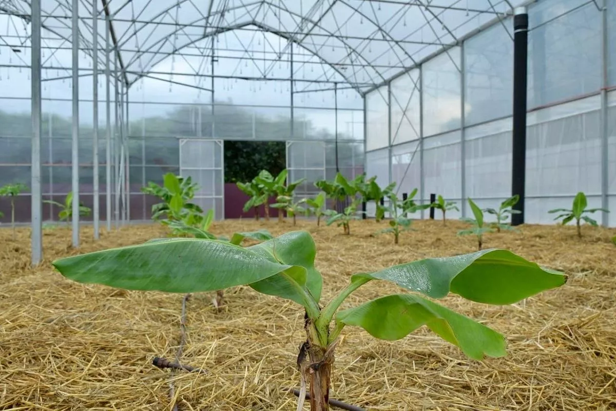 В Сочи высадили первую партию бананов