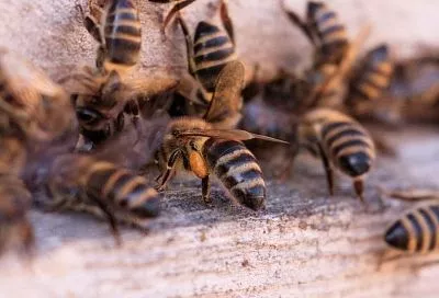 Численность пчелосемей на Кубани за пять лет сократилась на 12%