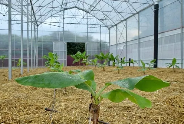 В Сочи высадили первую партию бананов