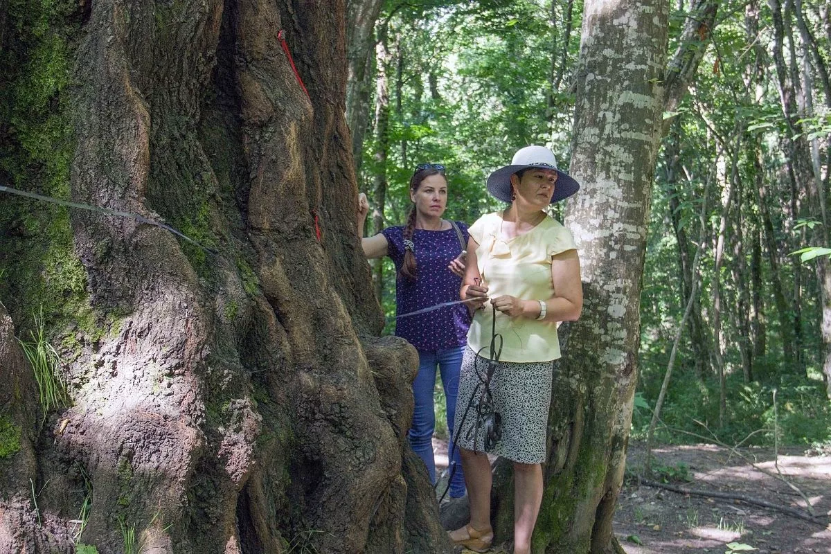 Диаметр тополя - 304 сантиметра Диаметр тополя - 304 сантиметра