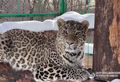 Сочинский Центр восстановления леопарда на Кавказе переходит под прямое управление Минприроды РФ