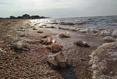Опубликованы данные о скоплениях медуз в прибрежной части Азовского моря в начале октября