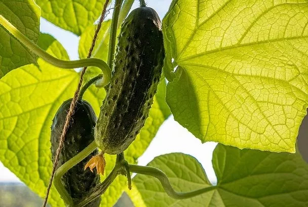 Спасаем огурцы в июне: 3 народных средства от пожелтения листьев, которые работают!