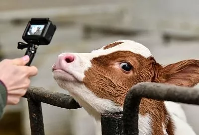 Фотографы лидировали на Кубани по уровню средних предлагаемых зарплат в креативной индустрии