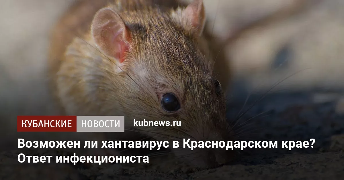 Возможен ли хантавирус в Краснодарском крае? Ответ инфекциониста