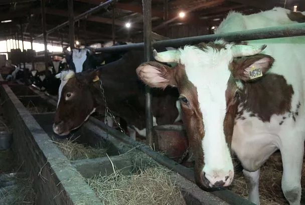Поголовье больших надежд: как современное животноводство стало точкой роста для кубанского агросектора