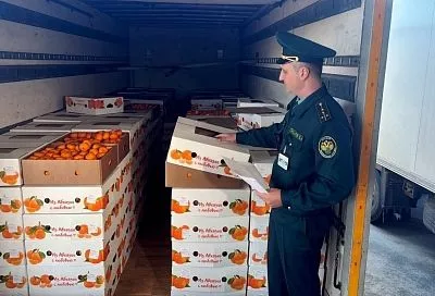 Более 23 тыс. тонн мандаринов ввезли в Россию из Абхазии через Сочи 
