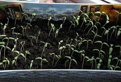 Темнота – друг молодежи: почему рассаде нужно побыть без света после полива