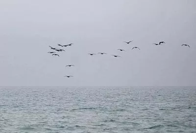 Самолет-разведчик ВВС Великобритании замечен над Черным морем в районе Крыма