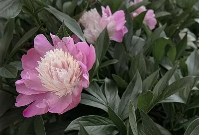 Пионы уже умоляют, чтобы их подготовили к зиме: осенние шаги для пышного цветения летом