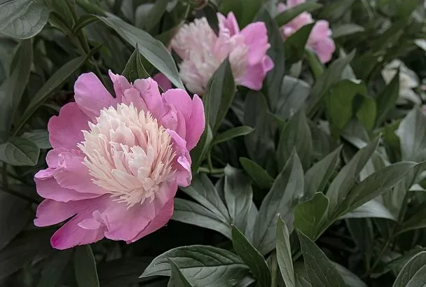 Пионы уже умоляют, чтобы их подготовили к зиме: осенние шаги для пышного цветения летом