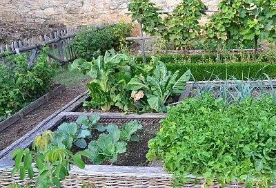 Весной сею прямо в мульчу: всходы отличные! Учитесь, как не полоть и редко поливать грядки