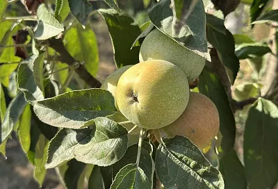 Яблочко наливное: график обязательных подкормок на весь сезон для садовода-любителя