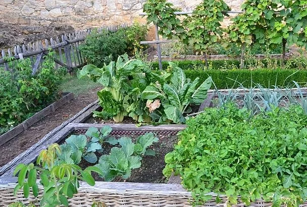 Весной сею прямо в мульчу: всходы отличные! Учитесь, как не полоть и редко поливать грядки