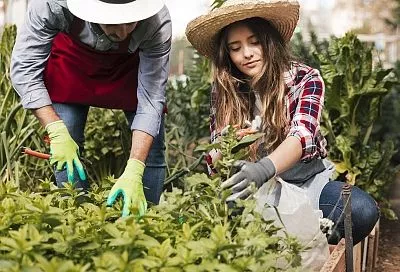 Срочно! «Тля-мутант» пожирает урожай 2025! Спасение за 24 часа от Кизимы