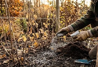 Фосфор для малины: почему важно подкормить кусты до 30 сентября