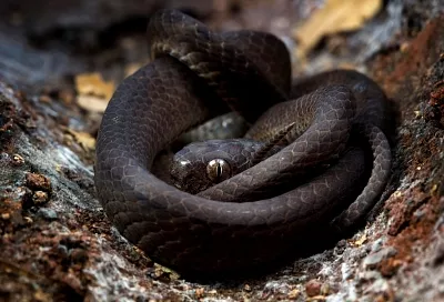 Индийский муж просит защиты от жены-оборотня